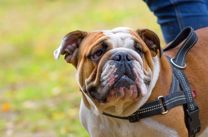 Bulldogge auf  Nachbarn gehetzt – 61-Jähriger schwer verletzt
