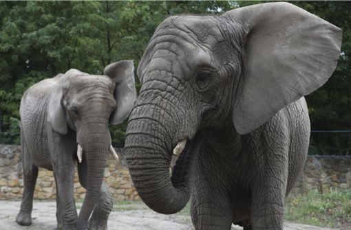 Die Elefanten habe sie als Testgruppe ausgewählt, weil sie in jüngster Zeit ziemlich viel Stress gehabt hätten. Foto: AP/Czarek Sokolowski