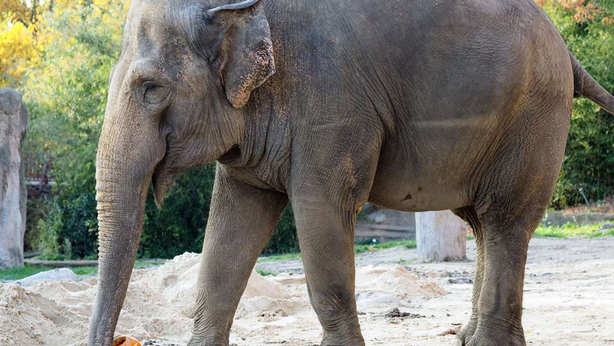 Die 48 Jahre alte Elefantenkuh Saida aus dem Leipziger Zoo kommt nach Karlsruhe. Dort wird sie der betagten Jenny Gesellschaft leisten. Beide Tiere kennen sich bereits von früher. 