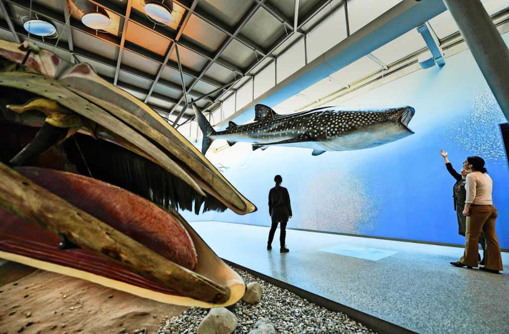 Ganz in blau: der neu gestaltete Meeressaal des Naturkundemuseums mit Seiwal (im Vordergrund) und Walhai, dem größten Fisch der Welt.