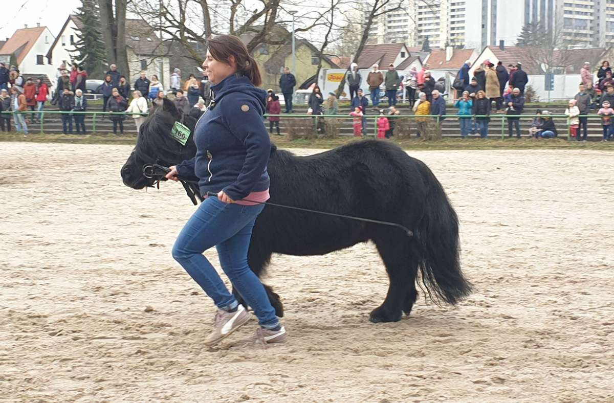 Traditioneller Teil des Leonberger Pferdemarktes: Die Prämierung der Kleinpferde.