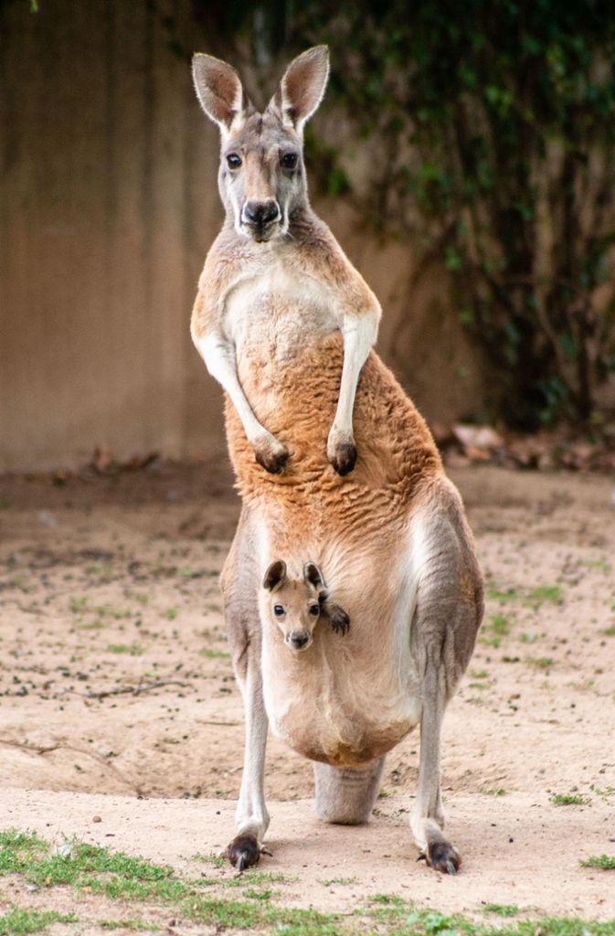 Bei seiner Geburt war das Känguru noch so groß wie ein Daumennagel und