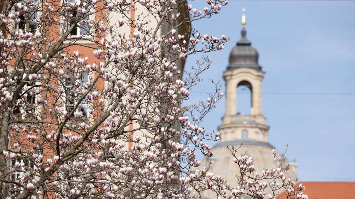 Eine Magnolie blüht vor der Kuppel der Frauenkirche in Dresden. Der Deutsche Wetterdienst rechnet in den nächsten Tagen mit viel Sonnenschein und milden Temperaturen in Sachsen.