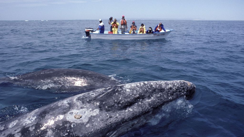  Bei einer Bootsausfahrt vor der Küste Mexikos hatte eine Frau das Glück, ein Grauwal-Baby streicheln zu können. Das Tier näherte sich dem Boot bis auf wenige Zentimeter. 