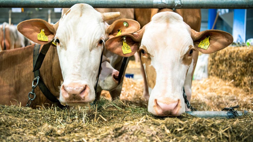 Tierschutz-Verstöße im Oberallgäu: Schwere Mängel auf Rinderhof festgestellt – Sechs Tiere eingeschläfert