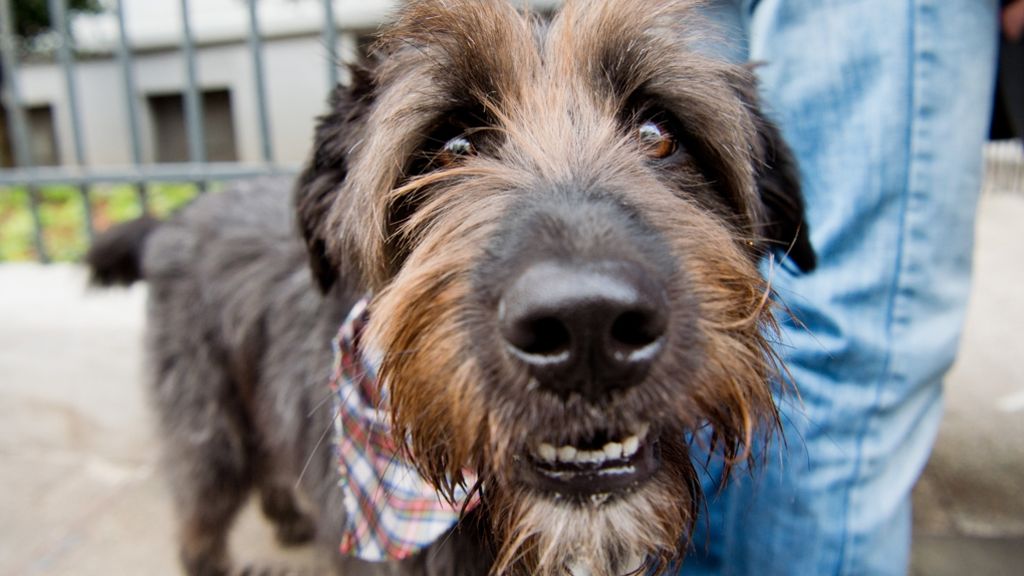 Tierschutz im Kreis Ludwigsburg: Gefahr für Hunde durch Staupe-Virus