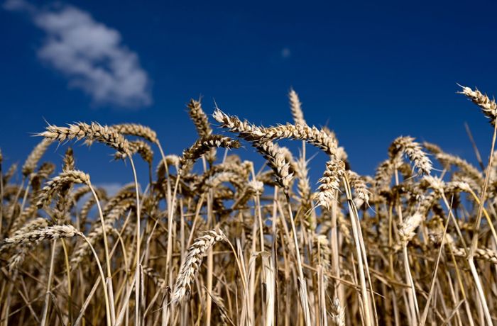 Ukraine und  Weizen – was wirklich stimmt