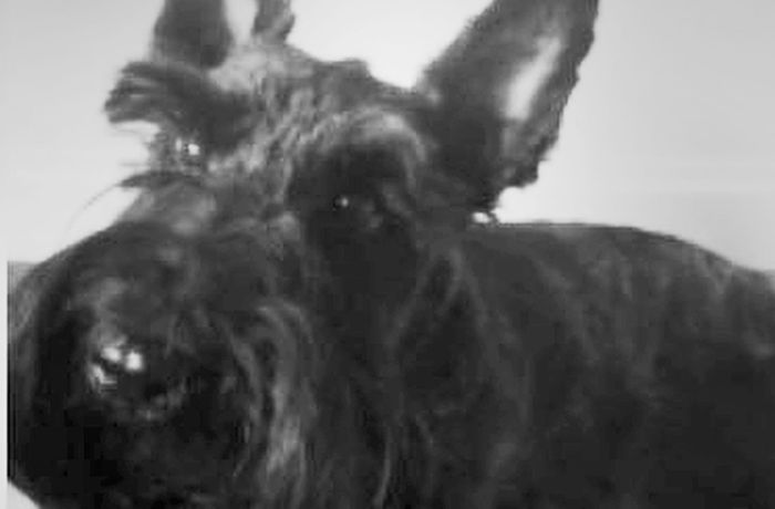 Tierquälerei in Stuttgart: Rätsel um einen toten Hund im Neckar