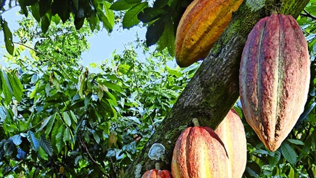 Kakao aus nachhaltigem Anbau: Ritter Sport geht unter die Bauern