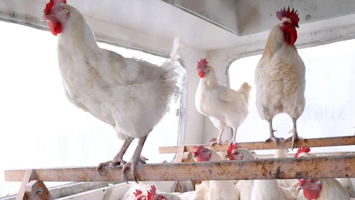 Gerstetten im Kreis Heidenheim: Kinder quälen Hühner – ein Tier stirbt