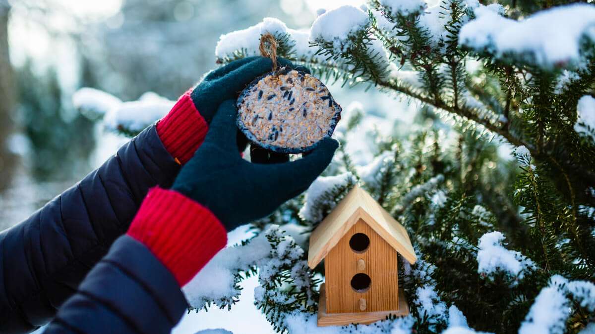Besonders zur kalten Jahreszeit finden immer weniger Vögel Futter in der Natur, weshalb Sie sich im Winter besonders auf die von Ihnen gemachten Leckereien freuen.