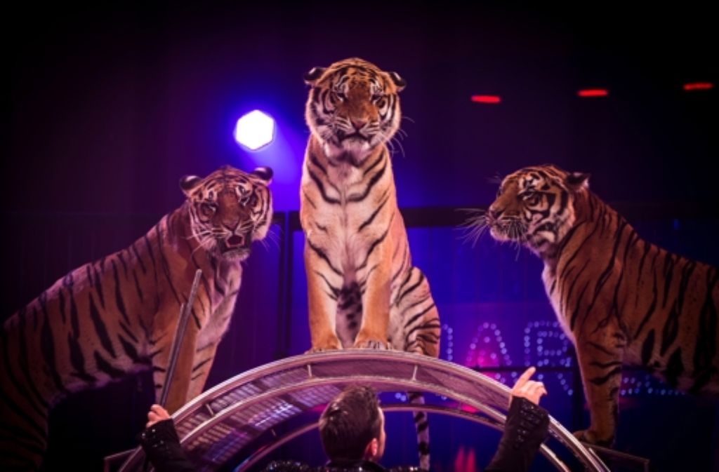 Die Vorführung von exotischen Tieren wie Tigern im Zirkus hat dem Zirkus Knie einige Kritik von Tierschützern eingebracht.
