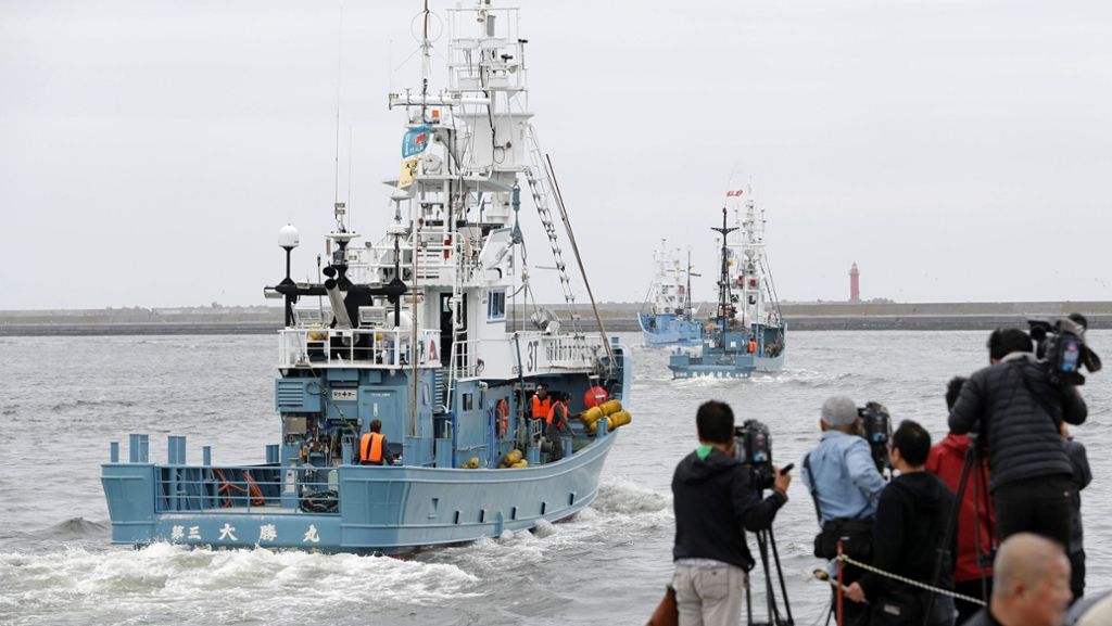 Nach 31 Jahren: Japan nimmt kommerziellen Walfang wieder auf