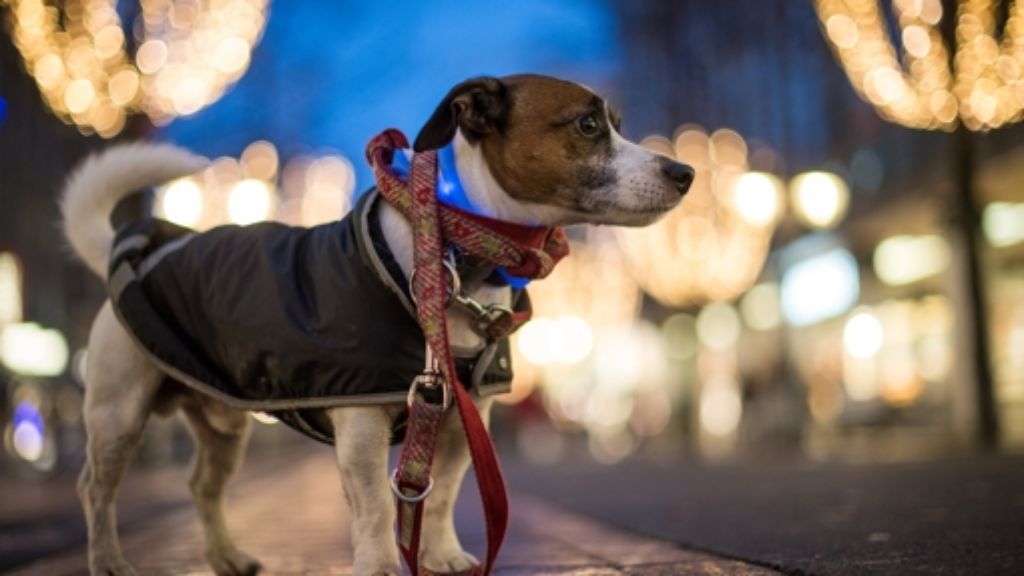 Hundeköder: Peta fordert zentrales Melderegister