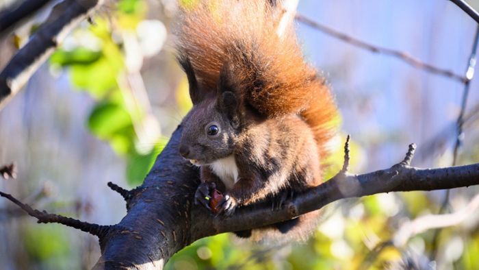 Forschung: Bürger zum Beobachten von Eichhörnchen gesucht