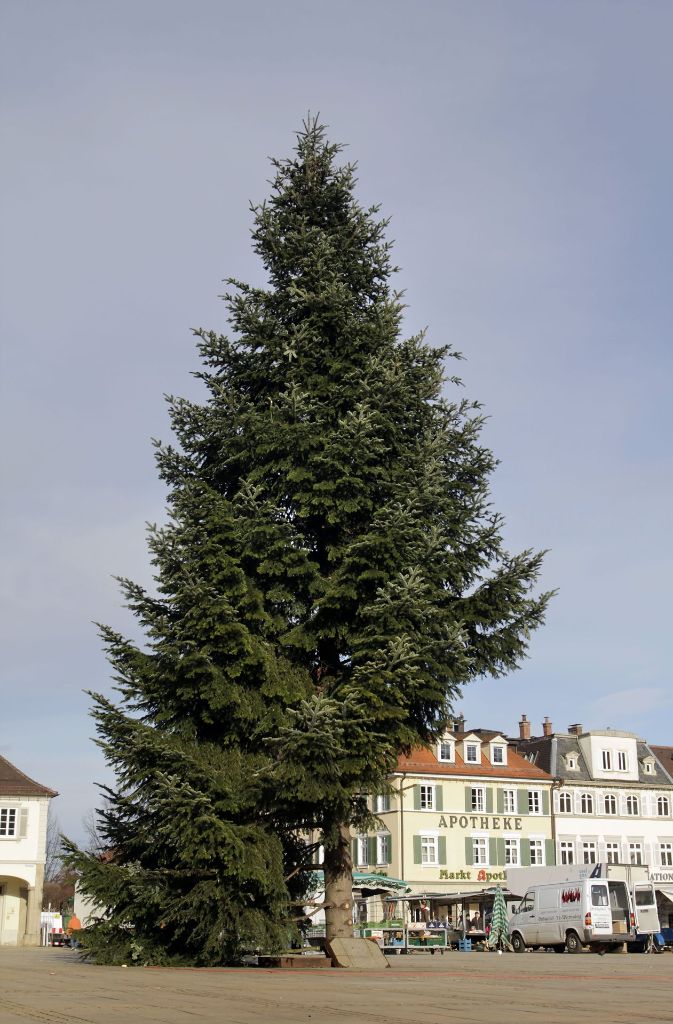 Jedes Jahr ein Gesprächsthema: Der Weihnachtsbaum auf dem Marktplatz. Das majestätische Gewächs kommt aus dem Schwarzwald und ist immer eine Nordmanntanne. In der Regel ist er 18 bis 22 Meter groß – nur in diesem Jahr nicht. Es wurde der falsche Baum angeliefert, der ist jetzt nur 16 Meter hoch. Das Bild zeigt den Baum im Jahr 2012.