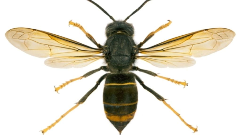 In Deutschland aufgetaucht: Asiatische Hornisse bedroht Bienen