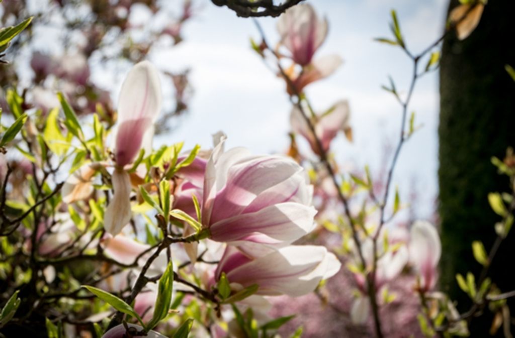 Das bunte Blühen der Magnolien in Stuttgart und Region macht Lust auf Frühling.