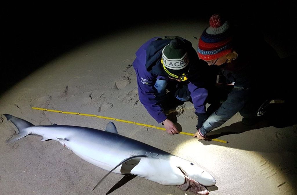 Der 2,25 Meter lange Hai soll im Institut für Terrestrische und Aquatische Wildtierforschung in Büsum in Schleswig-Holstein untersucht werden