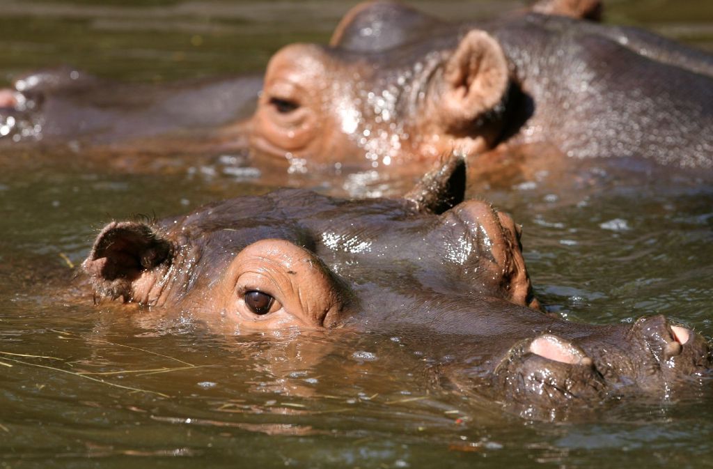 So lieben es die Flusspferde: Die Säugetiere verbringen den Großteil des Tages im Wasser.