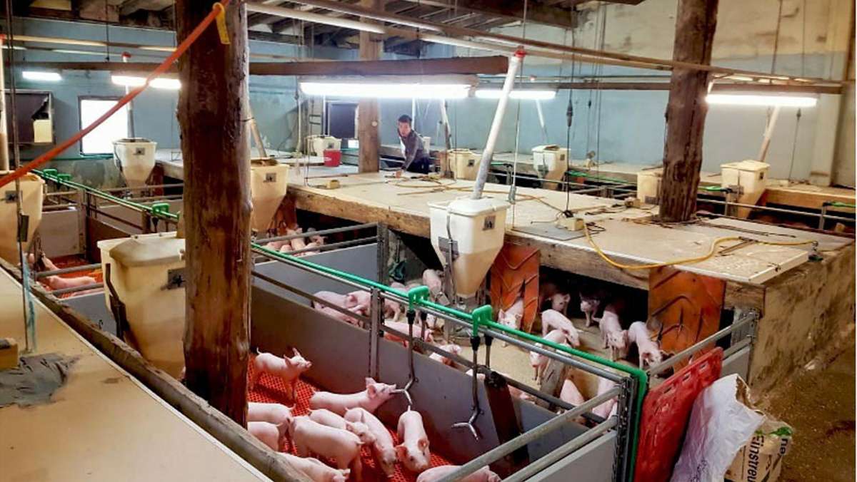 Landwirtschaft: Situation der Schweinehalter: Warum ein baden-württembergischer Ferkelzüchter nach 20 Jahren  aufgibt
