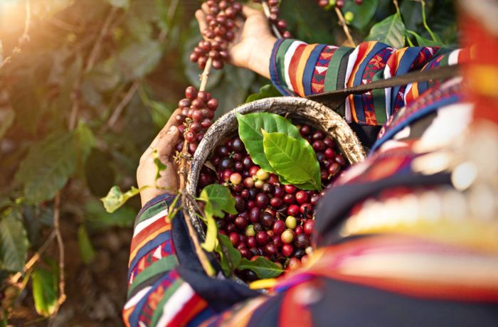 Kaffeeanbau im Klimawandel: Kolumbianische Bauern denken um
