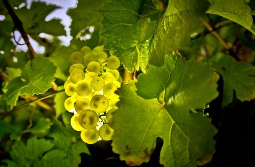 Auf dem Hohenasperg werden nicht nur Häftlinge beherbergt, sondern auch Weine angebaut.(Symbolbild) Foto: dpa