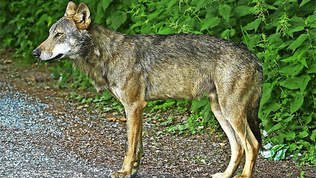 Schwarzwald: Nabu sucht den Wolfstöter