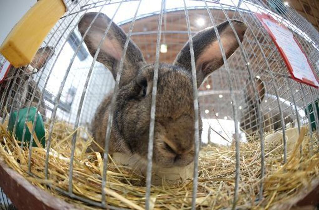 Im Böblinger Tierheim warten auch mehr als zehn Kaninchen auf ein neues Zuhause.