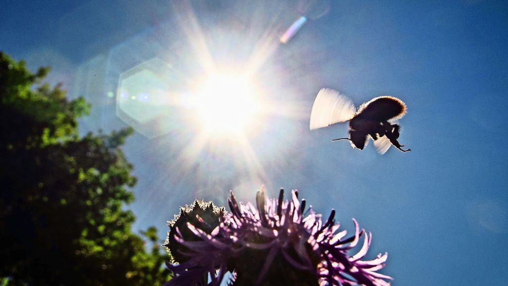  Der dramatische Rückgang von Wildbienen und anderen Insekten ist in aller Munde – warum sterben sie und wie können Gemeinden, Landwirte und jeder Einzelne dem entgegenwirken? Ein Bienenkundler aus Stuttgart-Hohenheim klärt auf. 