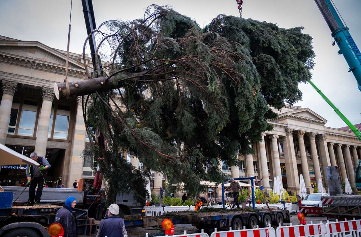 Ein Kran hievt den sieben Tonnen schweren Baum in den Metallständer.