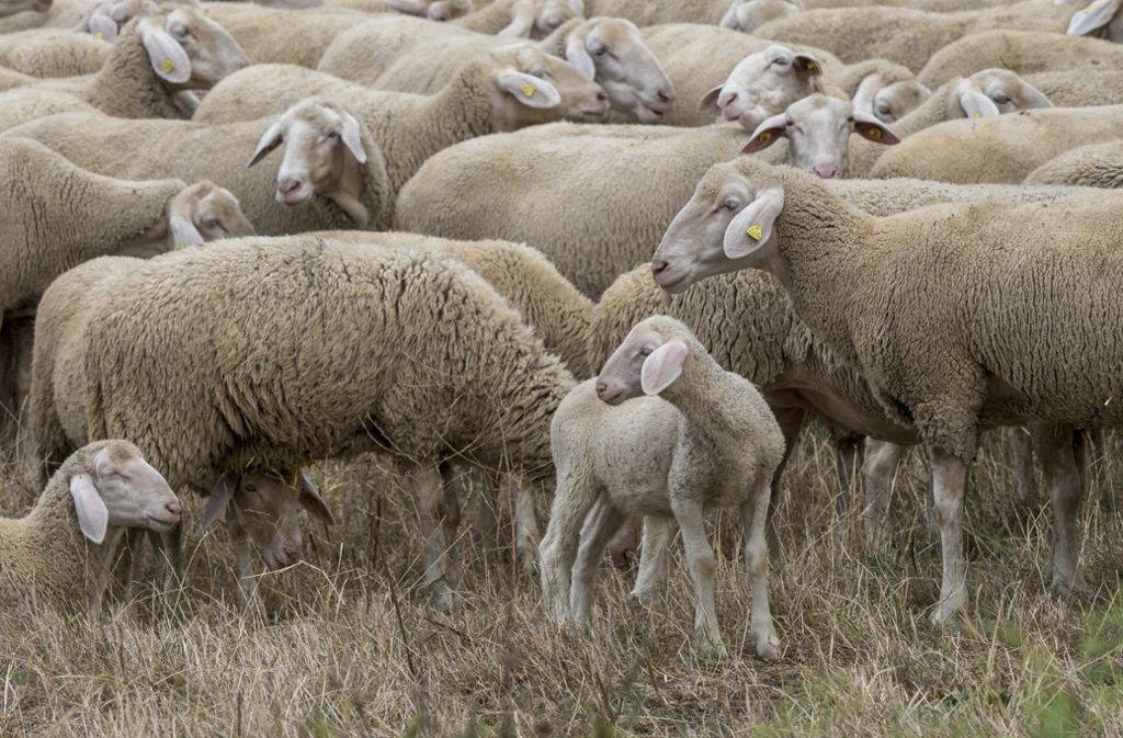 So ist jedes Schaf eindeutig identifizierbar und einem Schäfer zuzuordnen.