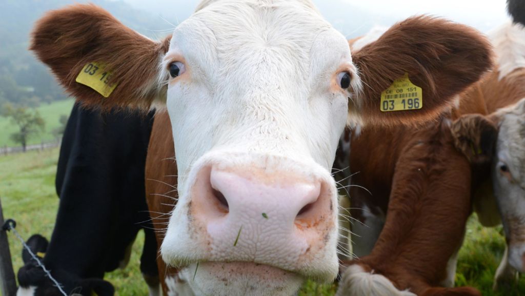 Frankenhardt bei Schwäbisch Hall: Kühe stoppen Traktordieb