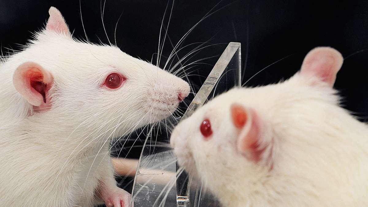  In bestimmten Situationen helfen Ratten wie Menschen ihren Artgenossen in Not nur zögerlich – oder gar nicht. Forscher sind dem nachgegangen. Und zeigen: Dahinter steckt ein erstaunliches psychologisches Phänomen. 