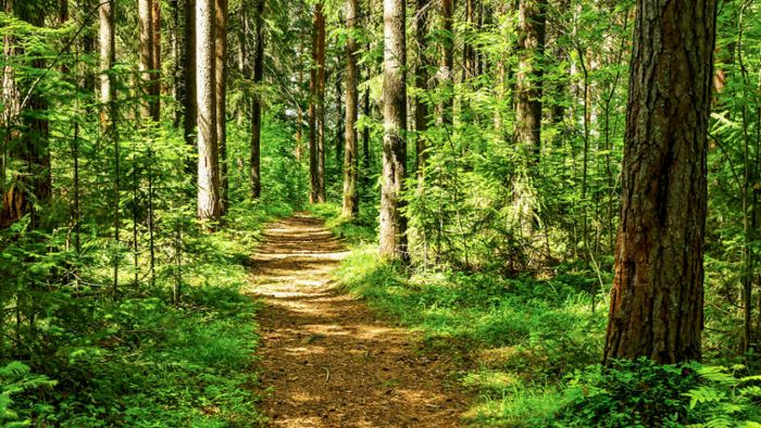 Was man aus dem Wald mitnehmen darf, regelt das Landeswaldgesetz. Das Wichtigste dazu finden Sie hier im Überblick.