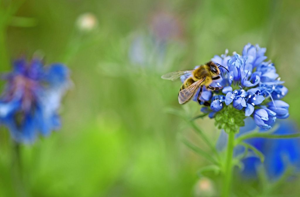 Die Kornblume ist die Lieblingsblume bei Bienen und Hummeln.