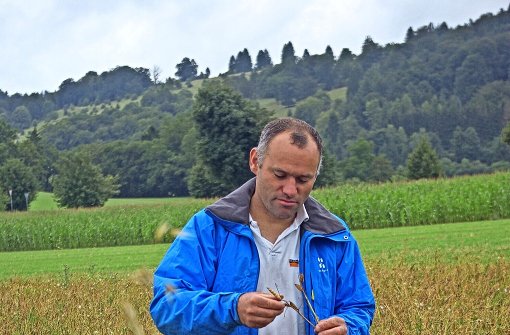 Der Bioland-Bauer Wilfried Straub prüft, ob seine Lupinen schon reif zum Dreschen sind. Foto: red