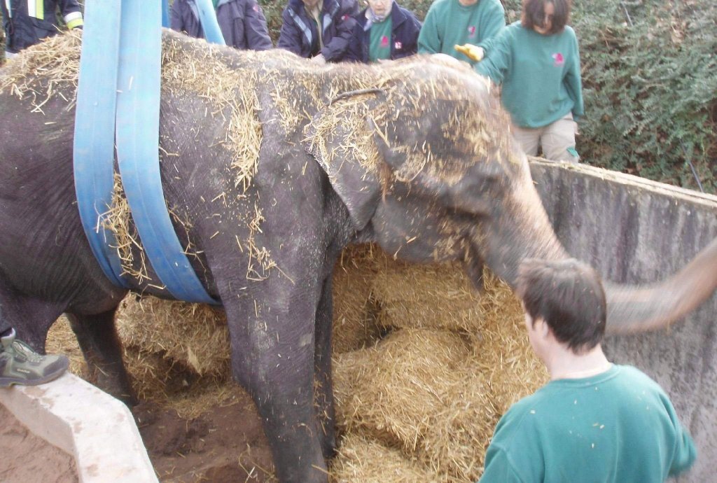 Gerettet werden konnte auch Elefantin "Vilja", die 2008 in einen Graben in ihrem Gehege in der Wilhelma stürzte. Die Stuttgarter Feuerwehr barg die damals schon knapp 60 Jahre alte Dame mit einem Hebekran.