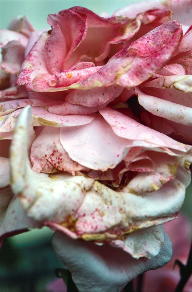 Die extreme Nahaufnahme von Thomas Florschuetz zeigt, wie verschachtelt eine Rosenblüte ist.