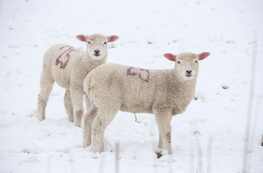 Auch die Tierwelt muss sich erneut auf den Wintereinbruch einstellen: Ob Schafe in St. Peter-Ording, ...