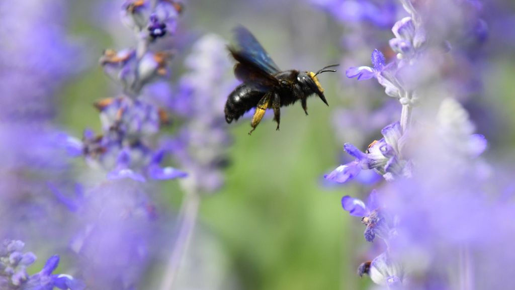  In rund 15 Städten in Baden-Württemberg sammelten die Naturschützer und Bienenfreunde nach eigenen Angaben Unterschriften für ein Volksbegehren für mehr Artenschutz. 