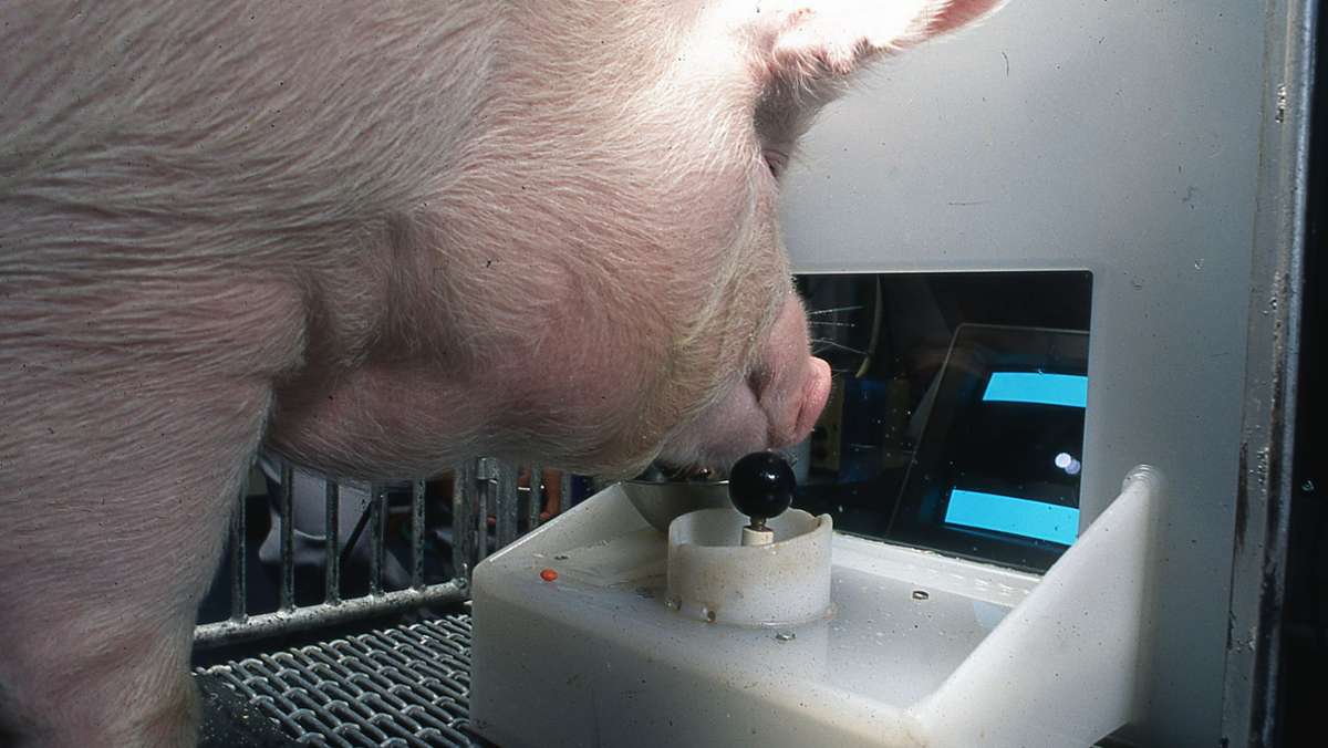 Schweine – unterschätztes  Borstenvieh: Schweine können Computerspiele bedienen