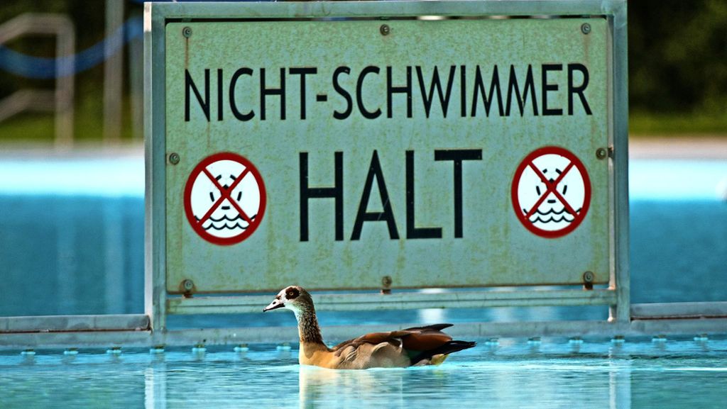 Wildtiere in Stuttgart: Nilgänse gehen gern im Freibad schwimmen