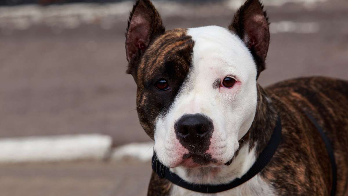 Tierangriff in Rottweil: Kampfhunde beißen Hund tot – 82-jähriges Herrchen verletzt