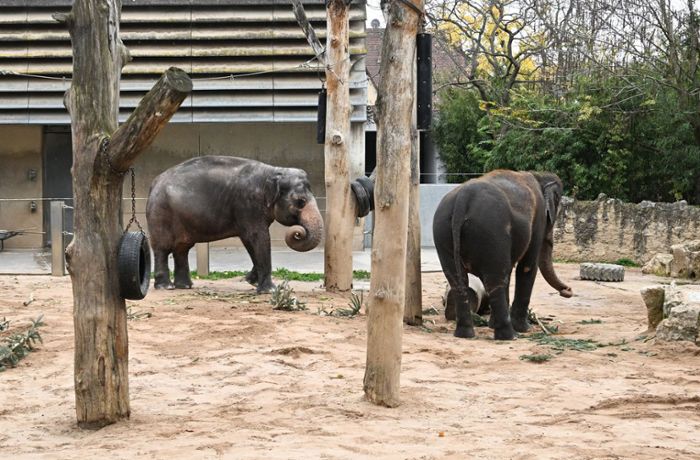 Land vertröstet  Wilhelma: Elefantenhaus in Stuttgart wird frühestens  2028 fertig