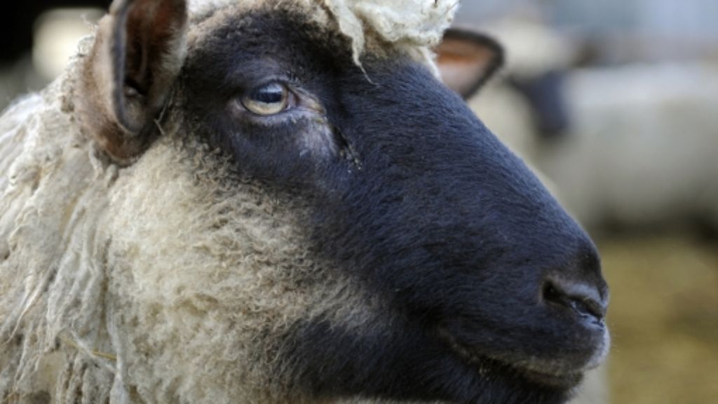 Aulendorf im Kreis Ravensburg: Vier Schafe verbrennen qualvoll