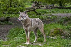 Wolf tötet mehrere Schafe im Schwarzwald