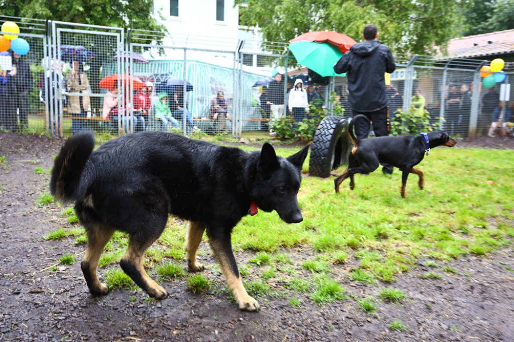 Trotz des anhaltenden Regens kamen am Samstag viele, um sich für den Erhalt des Tierheims in Stuttgart-Botnang einzusetzen.