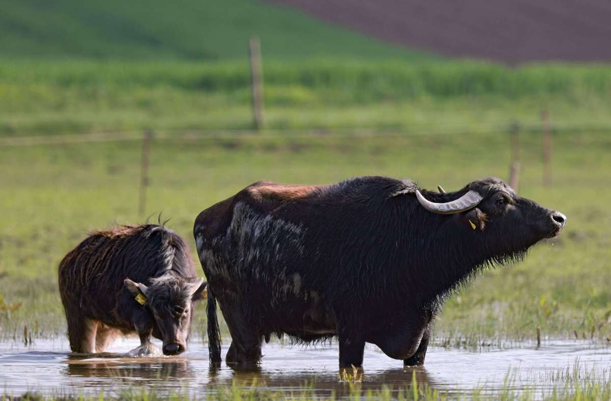 Wasserbüffel werden als künftige Alternative für Landwirte auf wiedervernässten Flächen gehandelt.