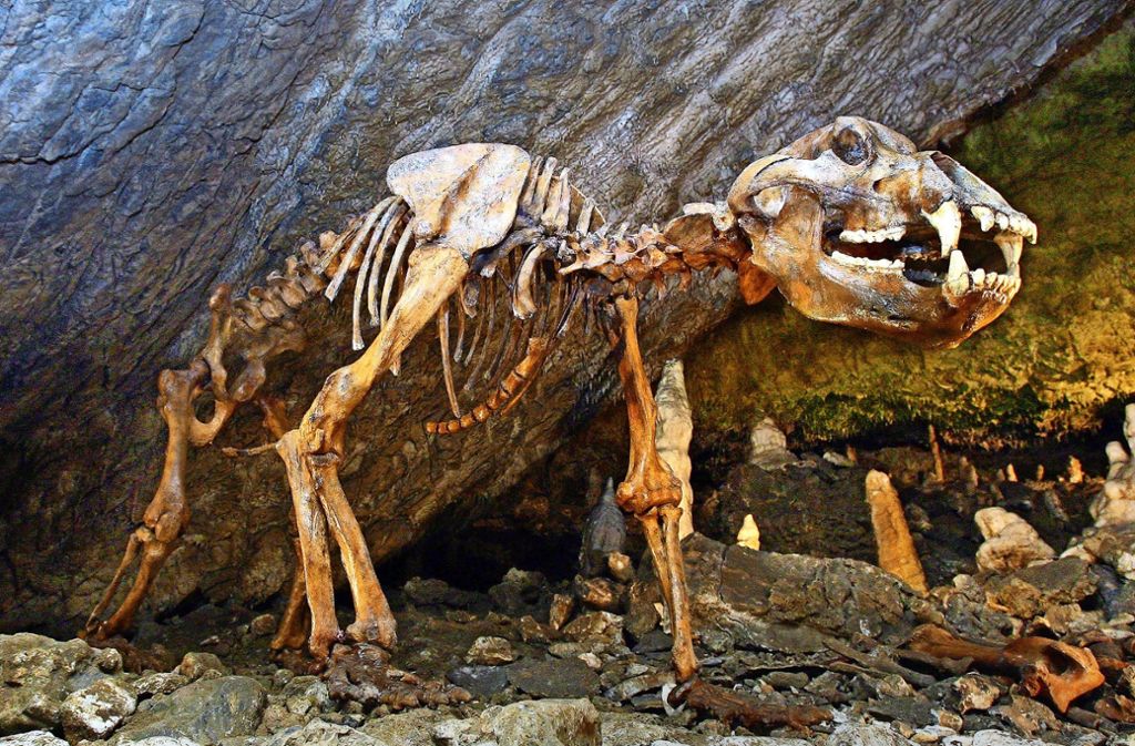 Das Skelett eines Höhlenbären steht in der Baumannhöhle in Rübeland (Landkreis Wernigerode, Niedersachsen).